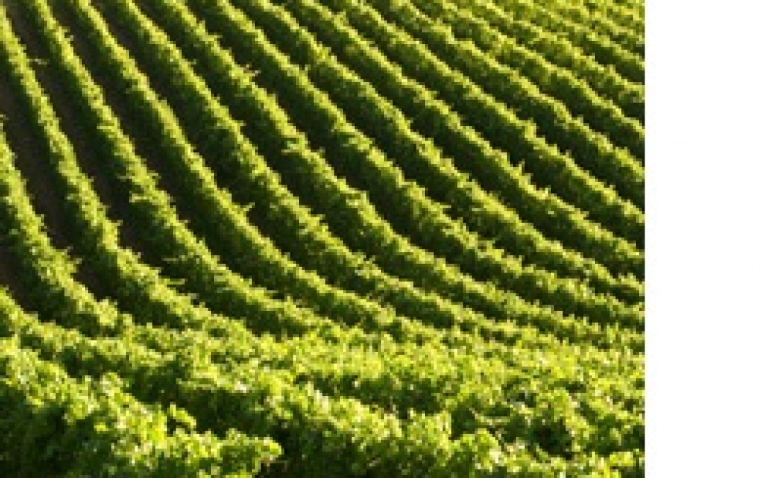 Gallo Buys The Ranch Winery in Napa