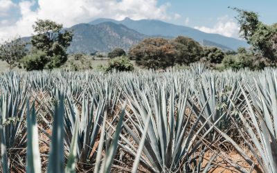 An Overview of the Tequila Market in the U.S.