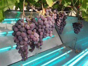 grapes 062816