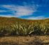 organic tequila