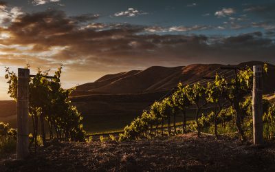 Beverage Alcohol Sales Trends in California